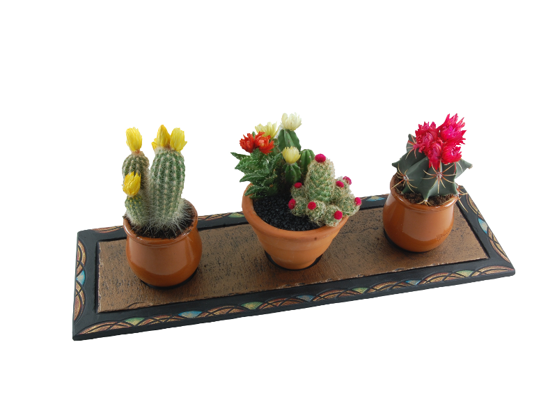 tray-with-cactus